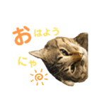 ちまきとあずき（個別スタンプ：23）