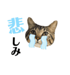ちまきとあずき（個別スタンプ：25）
