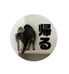 ちまきとあずき（個別スタンプ：26）