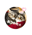 ちまきとあずき（個別スタンプ：31）
