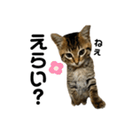 ちまきとあずき（個別スタンプ：36）
