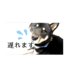 黒柴てっちゃん応援団（1）（個別スタンプ：10）