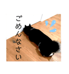 黒柴てっちゃん応援団（1）（個別スタンプ：20）