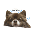 ポメラニアンのCOCO（個別スタンプ：2）