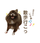 ポメラニアンのCOCO（個別スタンプ：10）