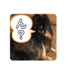 黒ポメおはぎとポメプーもずく（個別スタンプ：16）