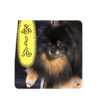 黒ポメおはぎとポメプーもずく（個別スタンプ：17）