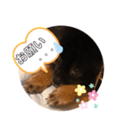 黒ポメおはぎとポメプーもずく（個別スタンプ：32）