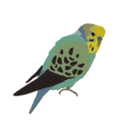 インコといろいろな鳥のスタンプ(Ver.7)（個別スタンプ：8）