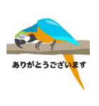 インコといろいろな鳥のスタンプ(Ver.7)（個別スタンプ：32）