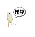 コザクラインコのマロン③（個別スタンプ：4）