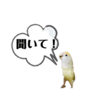 コザクラインコのマロン③（個別スタンプ：5）