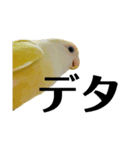 コザクラインコのマロン③（個別スタンプ：7）