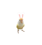 コザクラインコのマロン③（個別スタンプ：9）