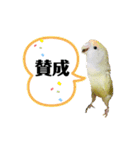 コザクラインコのマロン③（個別スタンプ：12）