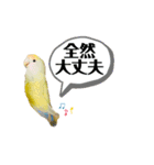 コザクラインコのマロン③（個別スタンプ：13）