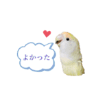 コザクラインコのマロン③（個別スタンプ：16）