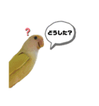 コザクラインコのマロン③（個別スタンプ：21）