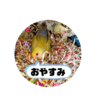 コザクラインコのマロン③（個別スタンプ：24）