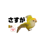 コザクラインコのマロン③（個別スタンプ：26）