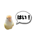 コザクラインコのマロン③（個別スタンプ：30）