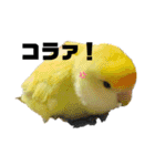コザクラインコのマロン③（個別スタンプ：33）