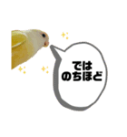 コザクラインコのマロン③（個別スタンプ：34）