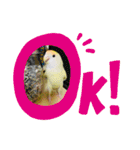 コザクラインコのマロン③（個別スタンプ：35）