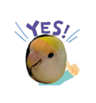 コザクラインコのマロン③（個別スタンプ：39）