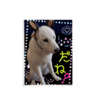 白柴こむぎ ゆるいお返事 7（個別スタンプ：1）