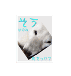 白柴こむぎ ゆるいお返事 7（個別スタンプ：3）