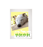 白柴こむぎ ゆるいお返事 7（個別スタンプ：4）