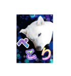 白柴こむぎ ゆるいお返事 7（個別スタンプ：6）