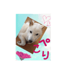 白柴こむぎ ゆるいお返事 7（個別スタンプ：7）