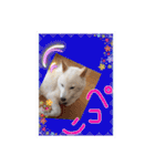 白柴こむぎ ゆるいお返事 7（個別スタンプ：8）