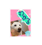 白柴こむぎ ゆるいお返事 7（個別スタンプ：12）