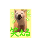 白柴こむぎ ゆるいお返事 7（個別スタンプ：13）
