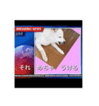 白柴こむぎ ゆるいお返事 7（個別スタンプ：14）