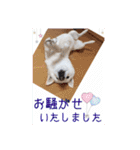 白柴こむぎ ゆるいお返事 7（個別スタンプ：16）
