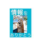 白柴こむぎ ゆるいお返事 7（個別スタンプ：17）