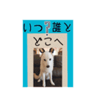 白柴こむぎ ゆるいお返事 7（個別スタンプ：18）