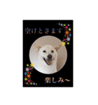 白柴こむぎ ゆるいお返事 7（個別スタンプ：19）