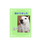 白柴こむぎ ゆるいお返事 7（個別スタンプ：20）
