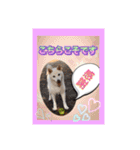 白柴こむぎ ゆるいお返事 7（個別スタンプ：21）