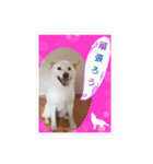 白柴こむぎ ゆるいお返事 7（個別スタンプ：23）
