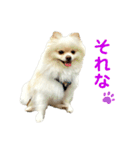 ポムタイムズ(5)（個別スタンプ：6）
