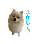 ポムタイムズ(5)（個別スタンプ：10）