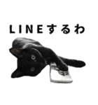 黒猫ちゃんスタンプ（個別スタンプ：6）