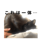 黒猫ちゃんスタンプ（個別スタンプ：9）