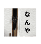 黒猫ちゃんスタンプ（個別スタンプ：10）